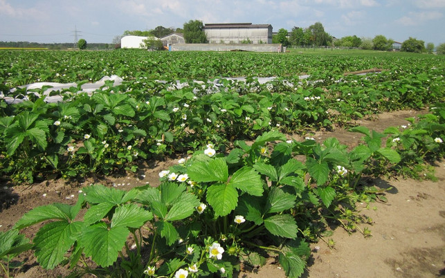 erdbeerfeld-erdbeeren-pb-180607-1280x800 Erdbeeren Erdbeerfeld