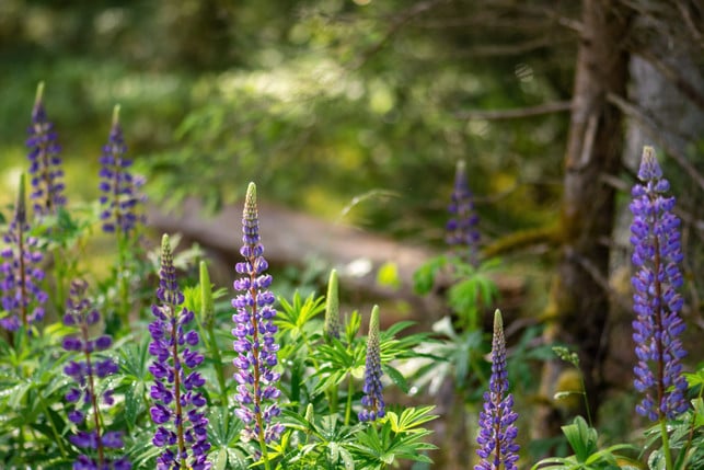 lupinen-koennen-dabei-helfen-ackerschachtelhalm-zu-cc0--pixabay--fotoblend-250613_download Lupinen können dabei helfen, Ackerschachtelhalm zu bekämpfen.