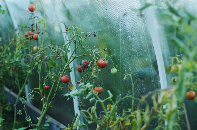 tomaten-wachsen-in-deutschland-entweder-draussen-od-cc0-pixabay-nonstopsmile-200306_download Tomaten wachsen in Deutschland entweder draußen oder im Gewächshaus - aber nur von Juni bis Oktober.