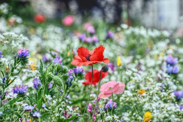 eine-blumenwiese-ist-fuer-insekten-attraktiver-als-cc0-pixabay-susanneedele-220419_download Eine Blumenwiese ist für Insekten attraktiver als Rasen.