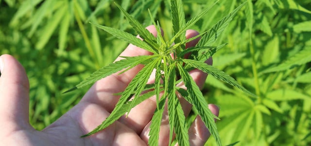 Medizinisches Cannabis München anbauen