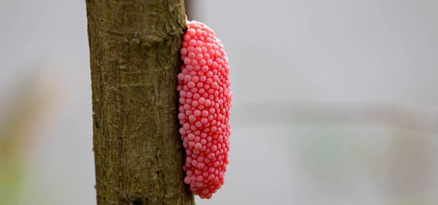 Apfelschnecken