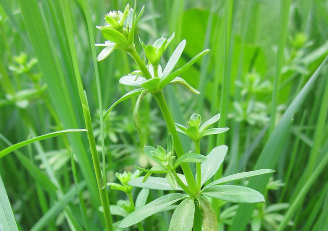 Wiesen-Labkraut: Wildkräuter bestimmen und sammeln im Herbst Wiesen-Labkraut: Wildkräuter bestimmen und sammeln im Herbst