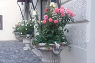 Erdbeer Deko mit Rosen Zur Erdbeerzeit, leckere Erdbeer-Deko im Rosenkübel