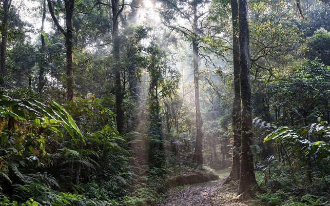 Regenwald-pb-Pixybay-Kanenori-20210604-1280x800 Palmöl umweltschädlich