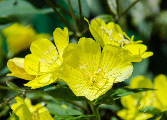 In the darkness, the evening primrose opens its bright yellow flowers.