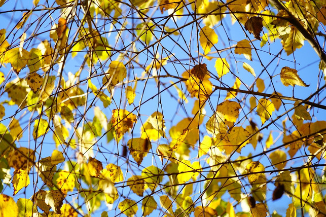 die-haengebirke-ist-ein-anspruchsloser-baum-der-ni-cc0-pixabay-hans-200825_download Die Hängebirke ist ein anspruchsloser Baum, der nicht viel Pflege benötigt.
