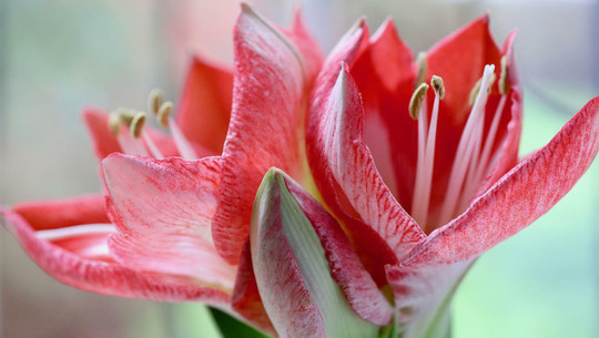 amaryllis-umtopfen-cc0-pixabay-nennieinszweidrei-220625 amaryllis umtopfen