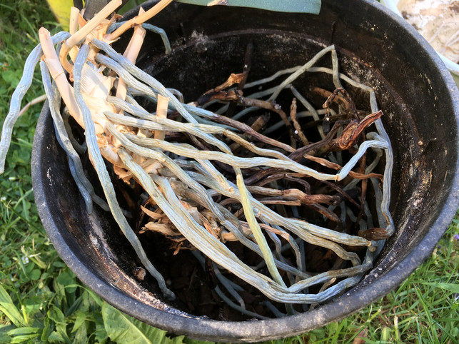 beim-umtopfen-die-wurzeln-in-den-topf-drehen-martina-naumannutopia-180513_download Beim umtopfen die Wurzeln in den Topf drehen