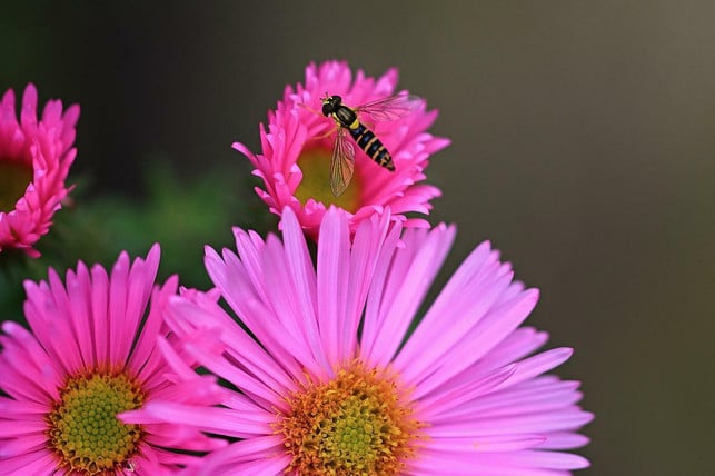 die-herbstaster-bietet-insekten-auch-spaeter-im-jah-cc0-pixabay-jggrz-220819_download Die Herbstaster bietet Insekten auch später im Jahr noch Nahrung.