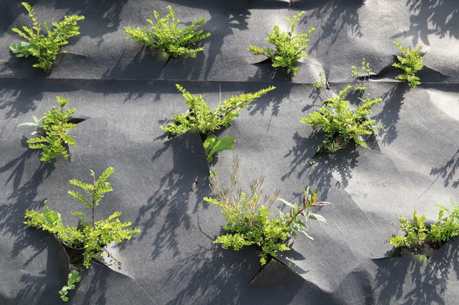 plastikabdeckungen-koennen-den-boden-schuetzen-sind-cc0-pixabay-reinhardthrainer-220512_download Plastikabdeckungen können den Gartenboden zwar wärmen, sind jedoch auch schädlich für die Umwelt.