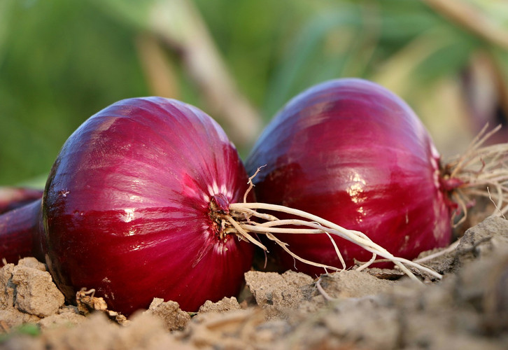 hortensie düngen womit Hortensien Blau Dünger 900g