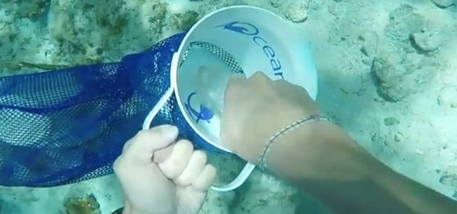 4Ocean: Meeresschutz mit Armbändern