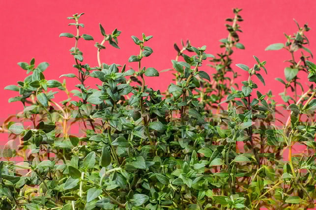 The effects of thyme can create a remedy for various symptoms.