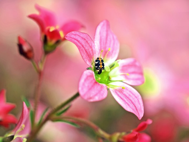 erwachsene-teppichkaefer-ernaehren-sich-von-bluetenpo-cc0-pixabay-esiul-190222_download Erwachsene Teppichkäfer ernähren sich von Blütenpollen und Nektar