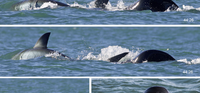 Einzelner Orca tötet Weißen Hai in nur zwei Minuten