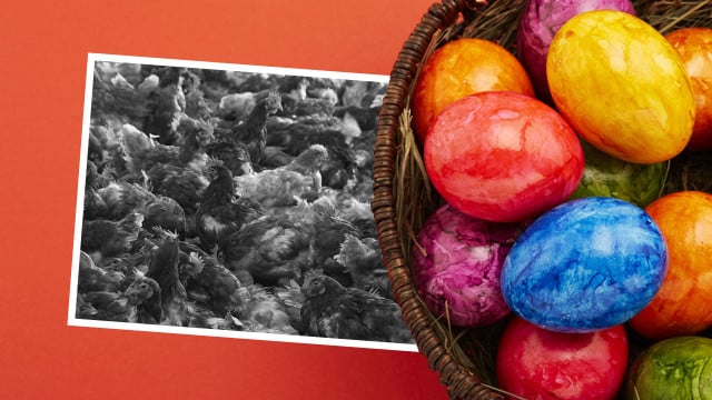ostereier1-w-Christin-Klose-Tran-Photography-210325-1280x720 Tierleid und giftige Farben: Augen auf beim Ostereier-Kauf!