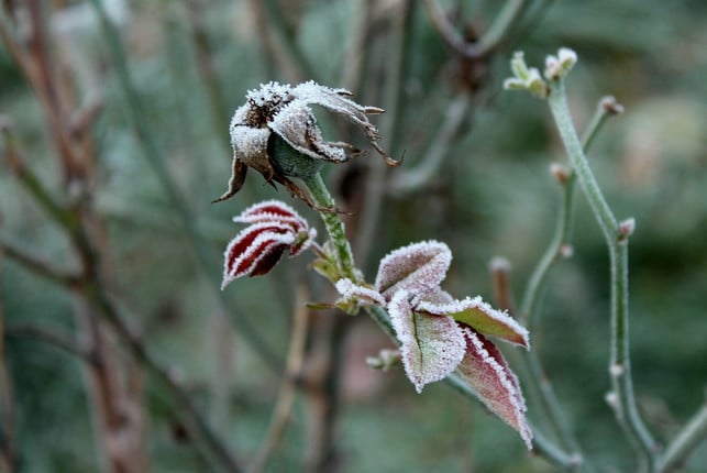 diese-gartenarbeiten-im-november-solltest-du-vor-d-cc0-pixabay-_alicja_-211008_download Bestimmte Gartenarbeiten im November solltest du vor dem ersten Frost erledigen.