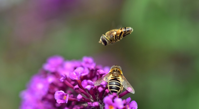 die-schwebfliege-gehoert-hierzulande-zu-den-wichtig-cc0-pixabay-ulleo-210219_download Die Schwebfliege gehört hierzulande zu den wichtigsten Bestäubern.