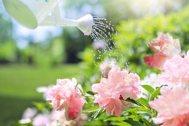 giesse-deinen-rhododendron-nur-mit-kalkarmem-wasser-cc0-pixabay-jill111-190226_download Gieße deinen Rhododendron nur mit kalkarmem Wasser