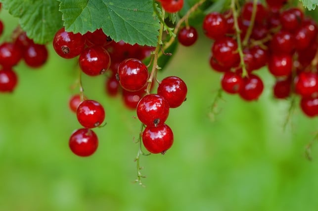 beeren-sind-wahre-vitaminbomben-cc0-pixabay-pezibear-180725_download Beeren sind wahre Vitaminbomben und zählen zu Obst mit wenig Zuckergehalt.
