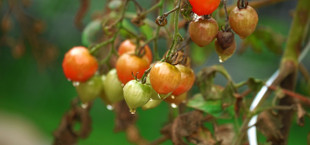 tomaten krankheiten