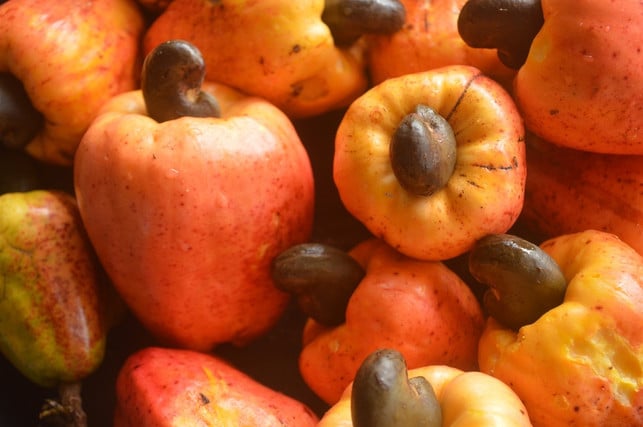 je-ein-cashewkern-steckt-in-einem-cashewapfel-cc0-pixabay-micahernandez-230809_download Je ein Cashewkern steckt in einem Cashewapfel.