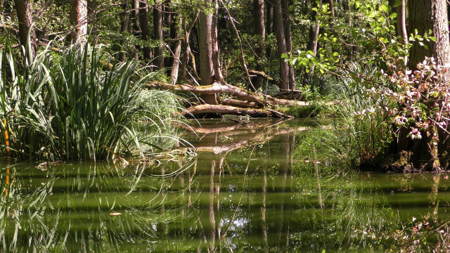 Der Amazonas-Regenwald ist von der Abholzung bedroht.