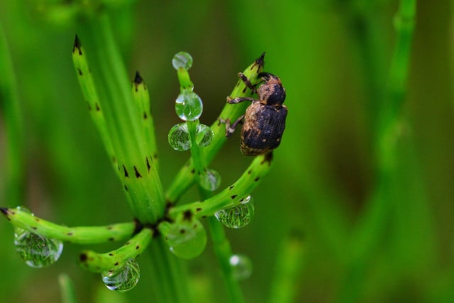 Der erwachsene Rüsselkäfer hat meist einen dunklen Chitinpanzer und einen rüsselartig geformten Kopf.