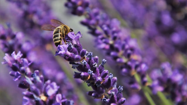 zierpflanzen-gift-bienen-bund-pb-pasja1000--230607-1280x720 Wie deine Balkonpflanzen Bienen töten, anstatt sie zu retten