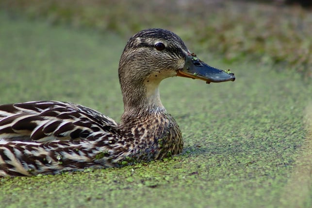 die-wasserlinse-ist-eine-wichtige-nahrungsquelle-f-cc0-pixabay-nennieinszweidrei-210315_download Die Wasserlinse ist eine wichtige Nahrungsquelle für Enten und trägt deshalb auch den Namen Entengrütze.