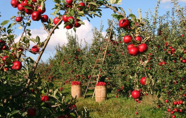 das-landleben-hat-vor-allem-eines-zu-bieten-wunde-cc0-pixabay-lumix2004-200326_download Das Landleben hat vor allem eines zu bieten: Wunderschöne Naturlandschaften und regionale Lebensmittel.