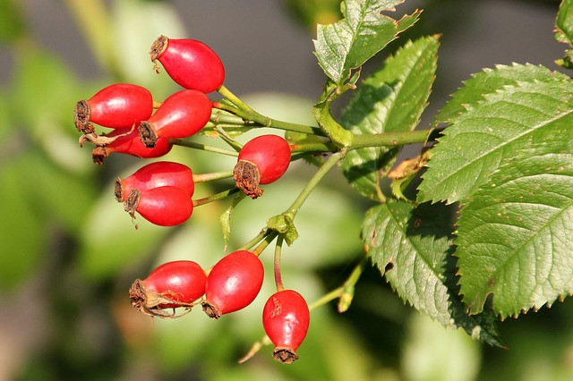 rose-hip-1737217_640 Heimisches Vitamin-C-Superfood: Hagebutten