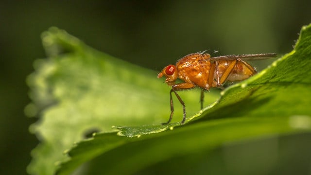 kirschessigfliege-cc0-pixabay-erik_karits-200828 Kirschessigfliege