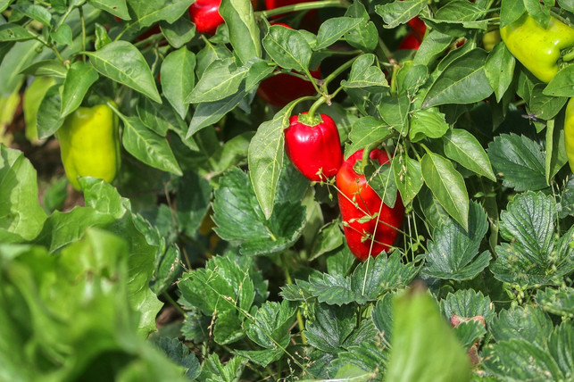 paprika-sind-gut-fuer-ein-huegelbeet-geeignet-cc0-pixabay-planet_fox-200409_download Paprika sind gut für ein Hügelbeet geeignet.