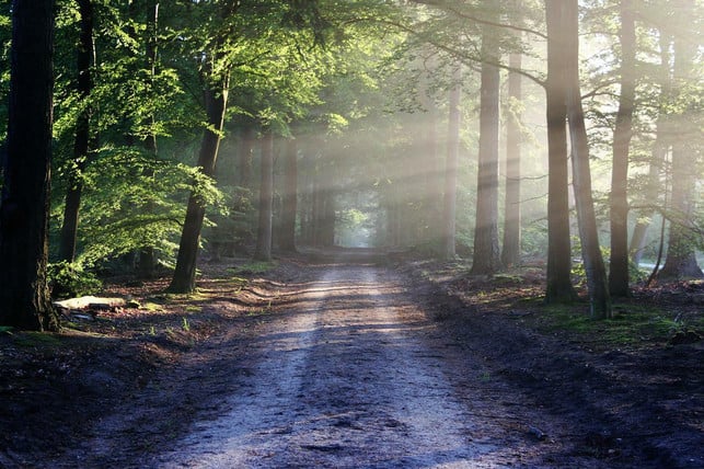 eine-einfache-form-der-waldtherapie-ist-ein-langer-cc0-pixabay-bertvthul-220602_download Eine einfache Form der Waldtherapie ist ein langer Spaziergang im Wald.