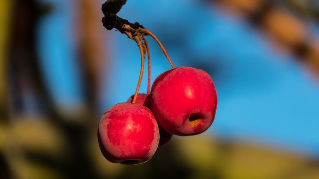 knallig-rot-und-klein-der-wildapfel-ist-vielseiti-cc0-pixabay-mandrillart-210328_download Knallig rot und klein: Der Wildapfel ist vielseitig verwendbar.