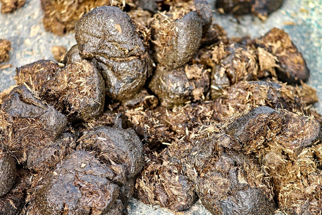 Kennst du einen Pferdehalter in der Nähe, dann frage ihn nach Pferdeäpfeln für deine Tomaten.