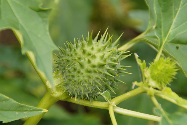 Remove the common thornapple as a precautionary measure. 