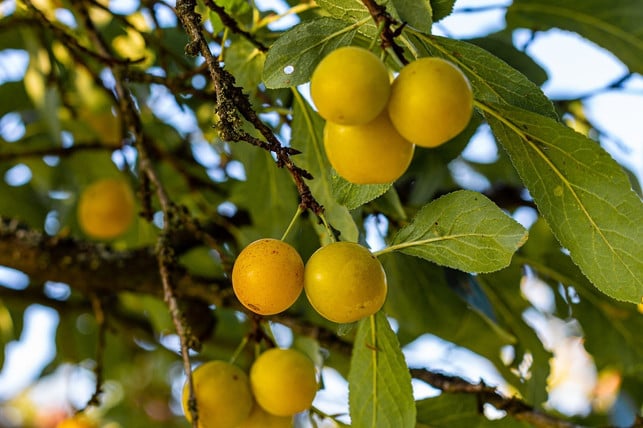 bei-genauer-betrachtung-lassen-sich-unterschiede-z-cc0-pixabay-schmitma1-230807_download Bei genauer Betrachtung lassen sich Unterschiede zwischen Mirabelle und Aprikose ausmachen.