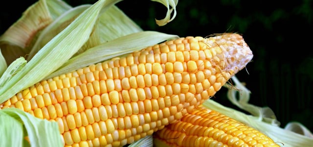 Milpa Beet