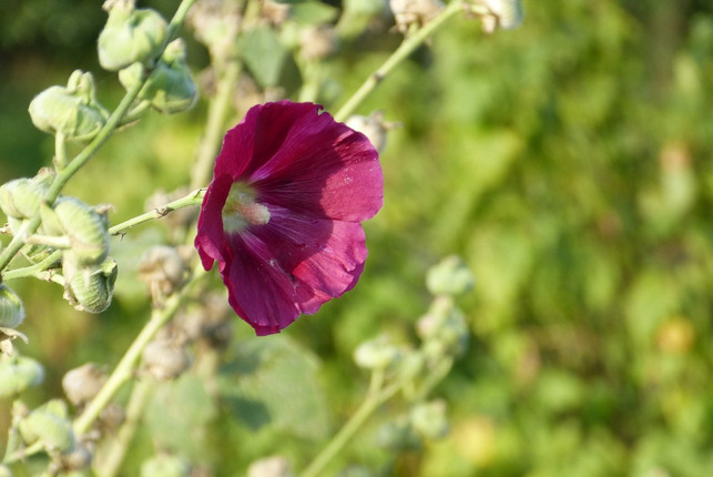 bechermalven-sind-nicht-nur-schoen-sondern-auch-es-cc0-pixabay-pb826-200524_download Bechermalven sind nicht nur schön, sondern auch essbar.
