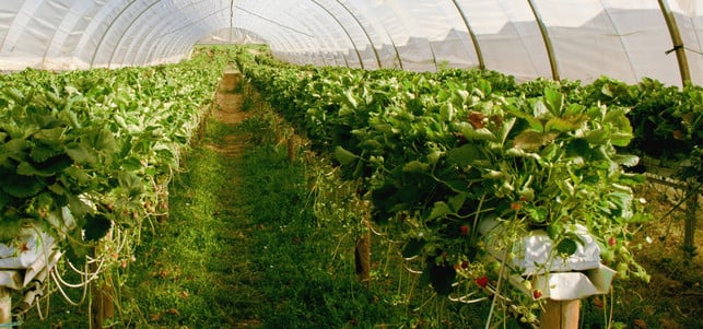 Erdbeeren im Treibhaus Erdbeeren und Wasserverbrauch