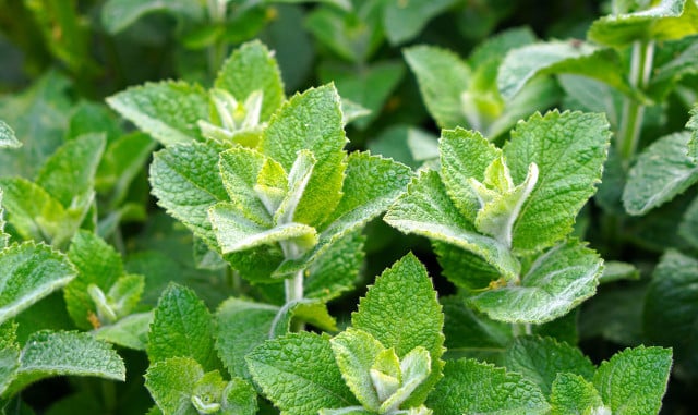 Massaging peppermint oil can help against migraines.