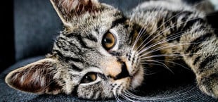 Katze einsam