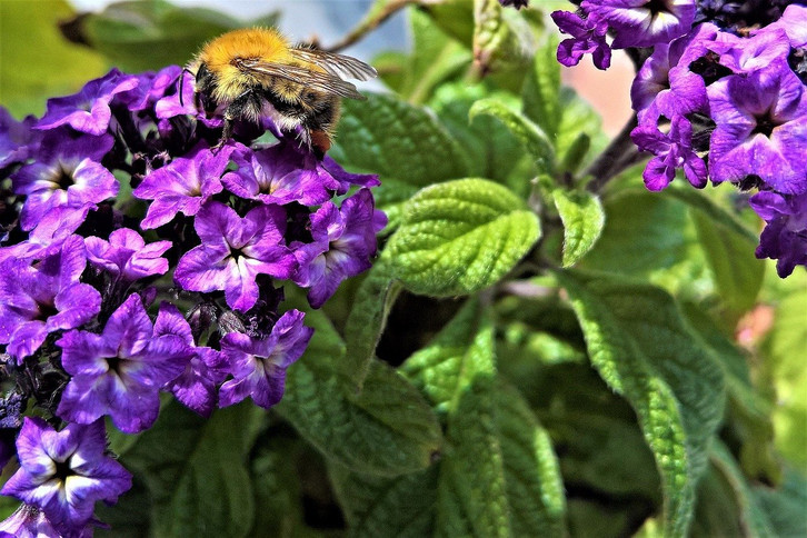 Duftender Balkon: Wie du Vanilleblume pflanzt - Utopia.de