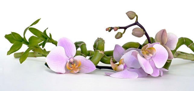 wenn-deine-orchidee-nicht-blueht-dann-passe-pflege-cc0-pixabay-anncapictures-220611_download Deine Orchidee blüht nicht? Dann kannst du die Pflege und den Standort anpassen.