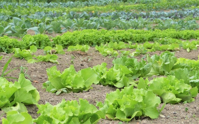 phosphate-vermeiden-mit-biologischer-landwirtschaf-cc0-pixabay-silviarita-180711 Phosphate vermeiden mit biologischer Landwirtschaft.