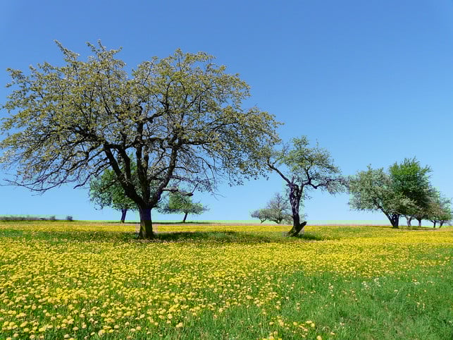 auf-streuobstwiesen-darfst-du-wildobst-sammeln-cc0-pixabay-hans-230807_download Auf Streuobstwiesen darfst du Wildfrüchte, wie Pilze oder Kräuter, sammeln.