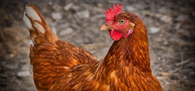 huhn-bio-tierhaltung-pb-cc0-190613-1280x600 Huhn: Bio-Tierhaltung
